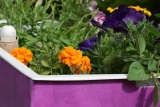4 ideeën voor bloembakken in de tuin