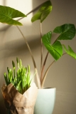 Het Kiezen van de Juiste Kamerplanten voor in de Slaapkamer